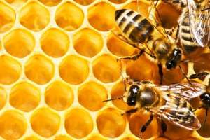 bees