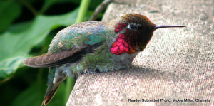 hummingbird