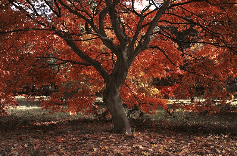 Autumn Tree