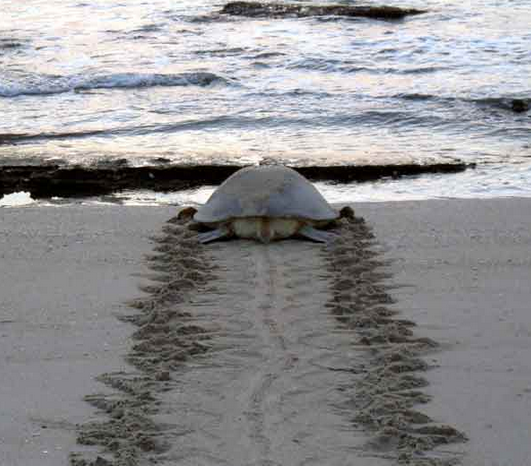 Sea Turtle
