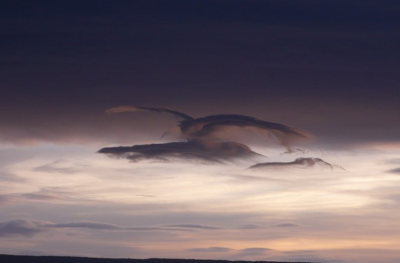 Bird Cloud